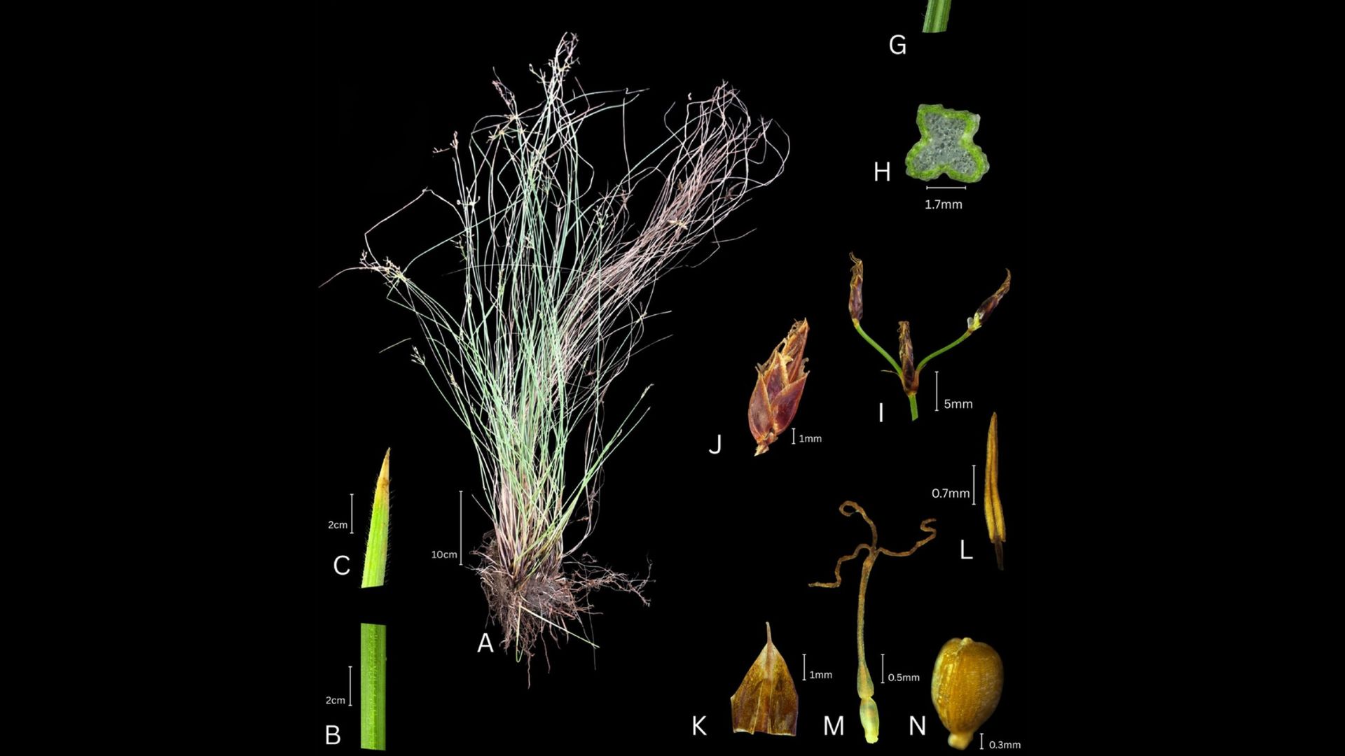 Botanists discover a new grass-like sedge in Kerala's Wayanad